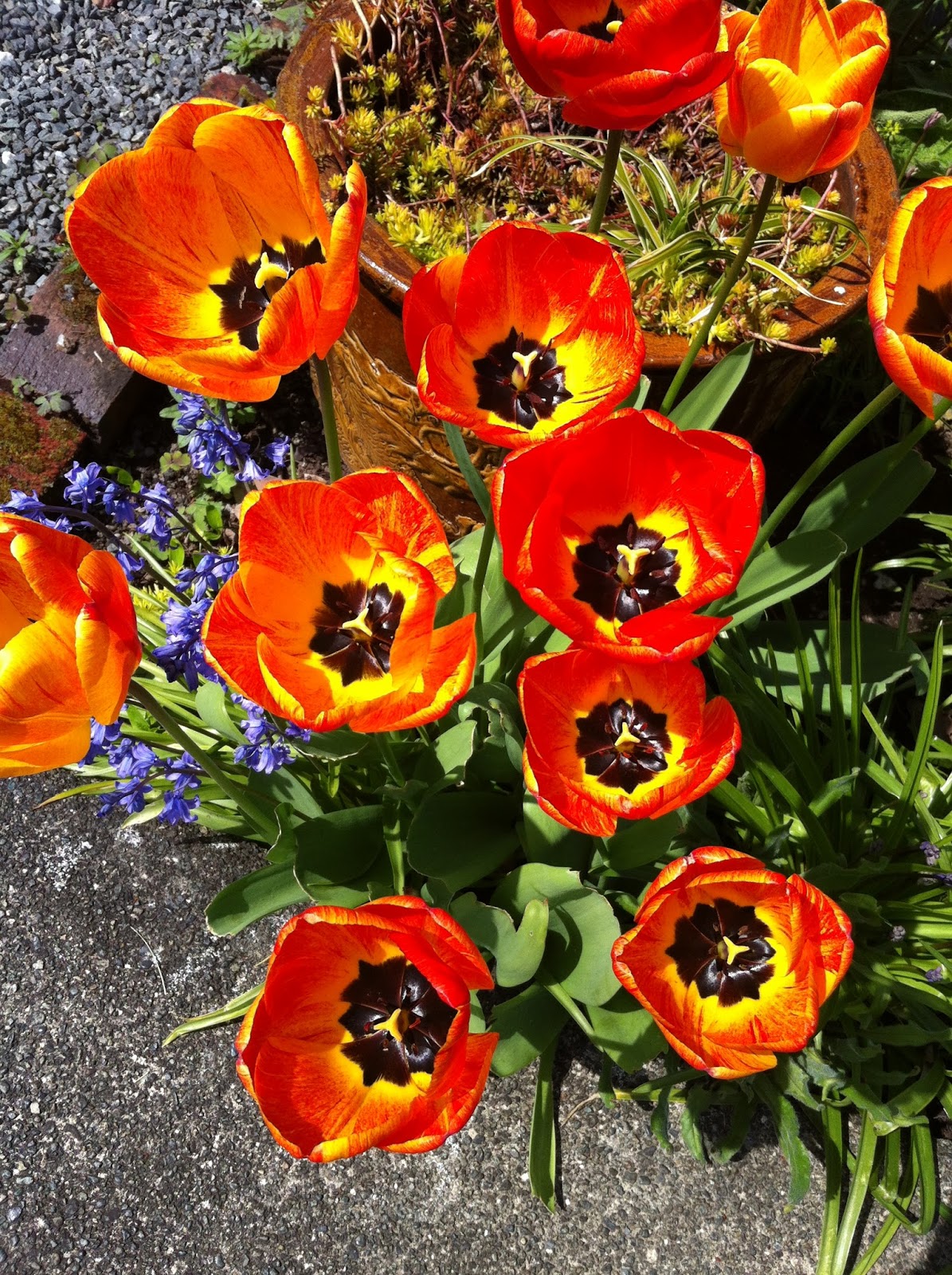 hostess of the humble bungalow Tulips...here today by permission of